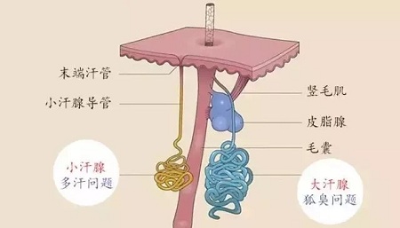 體毛旺盛跟體味重有什么關系嗎？