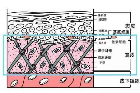 失去膠原蛋白以后，我們的臉部會變成什么模樣