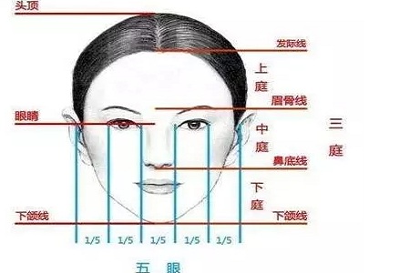 假體隆鼻的“高度”主要決定于哪些因素？